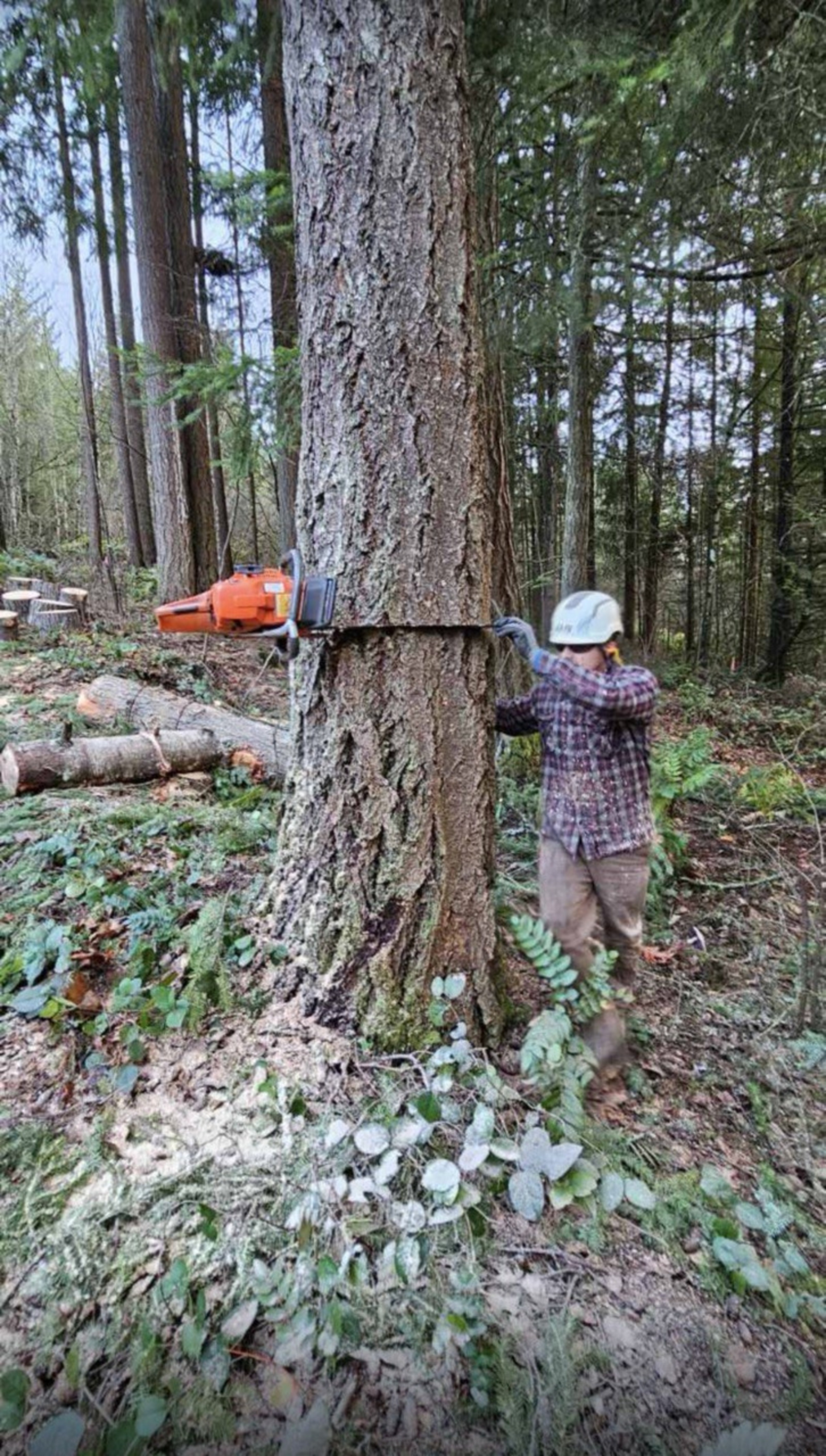 Tree Removal