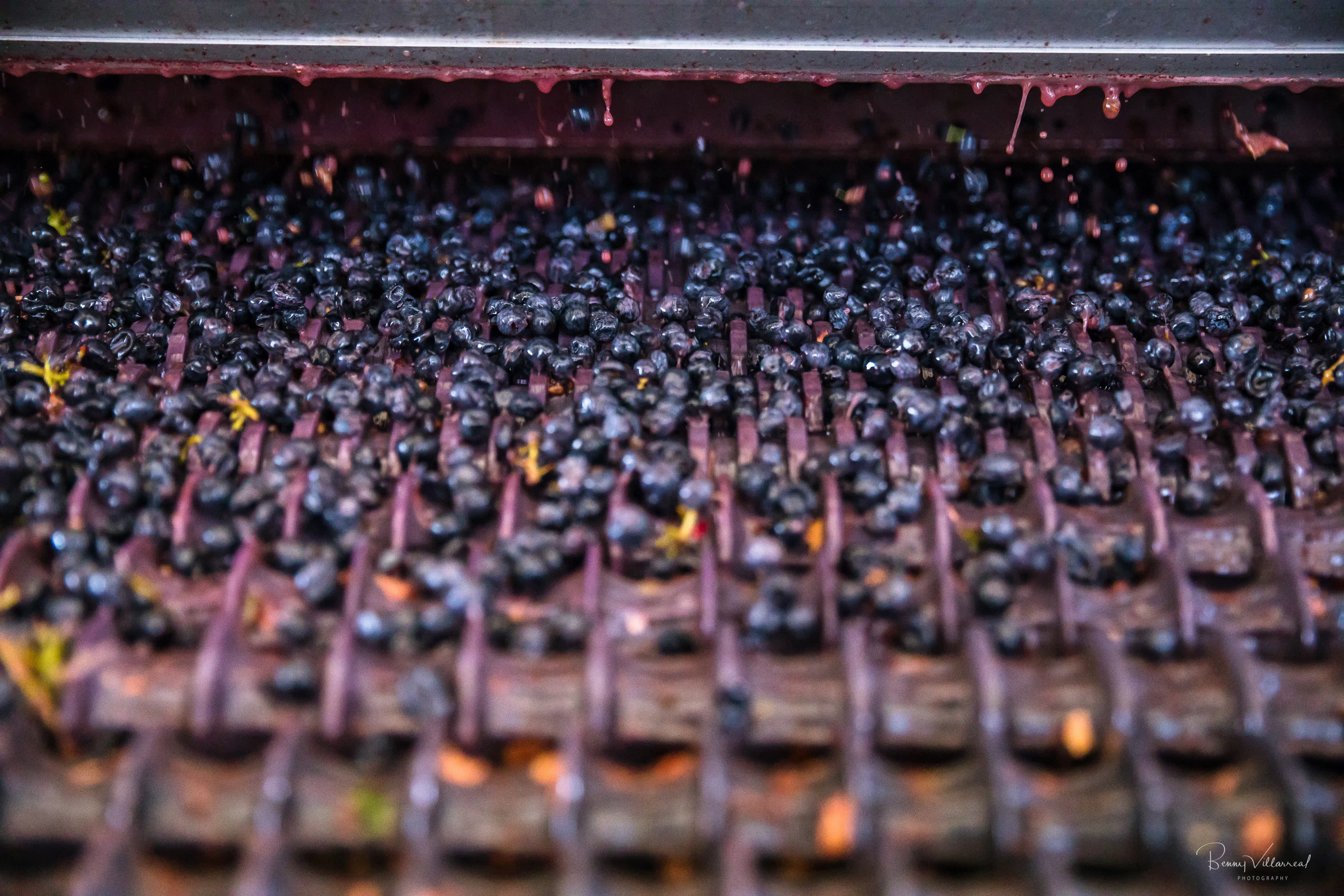 Wine grapes in a sorter