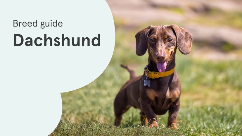 A chocolate and tan Dachshund wearing a yellow collar stands on a grass lawn with tongue out, alongside a "Breed guide: Dachshund" text graphic on a pale green background.