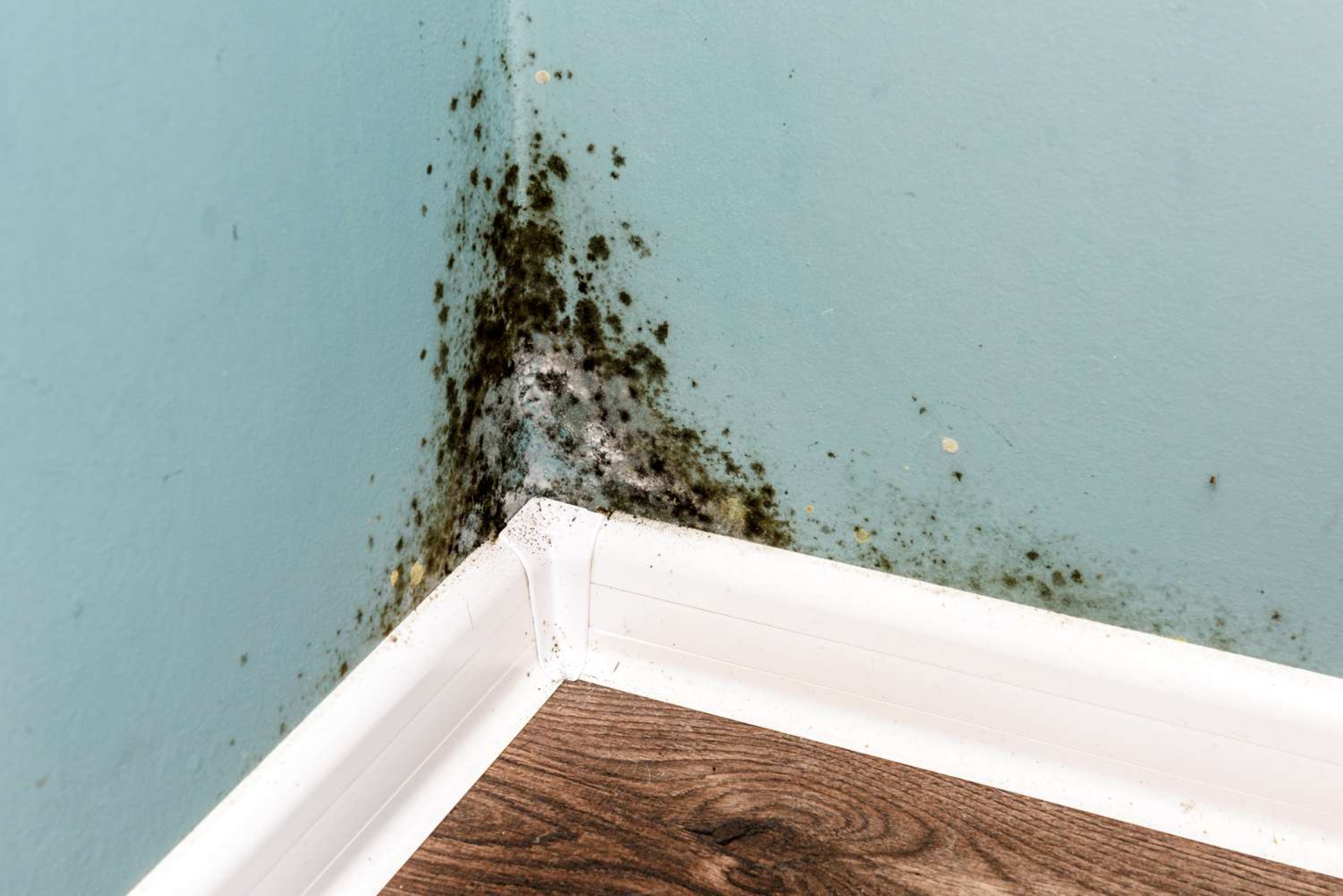 Signs of Mold Infestation