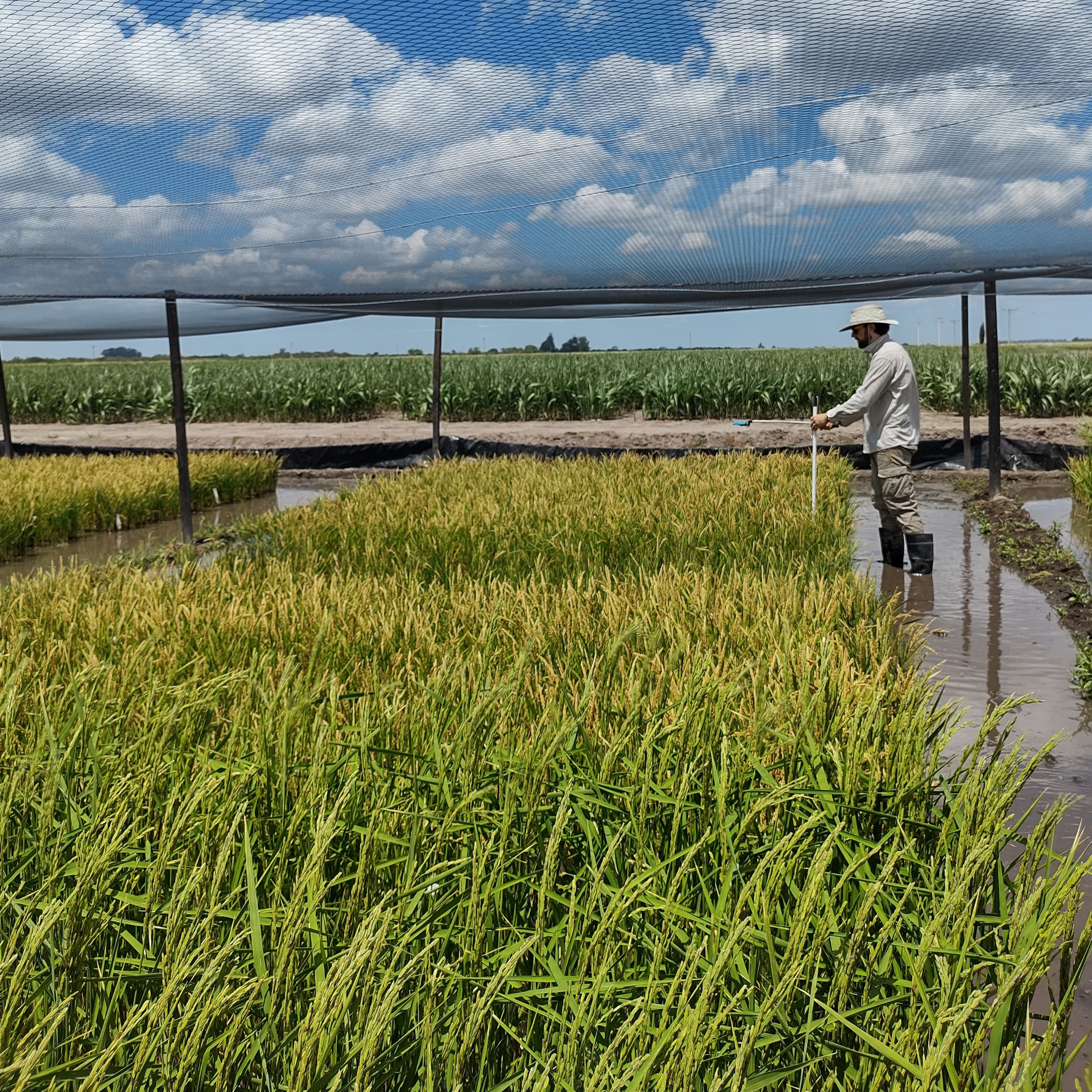 A person in a sun hat and boots measures rice plants in a flooded field under a mesh covering.