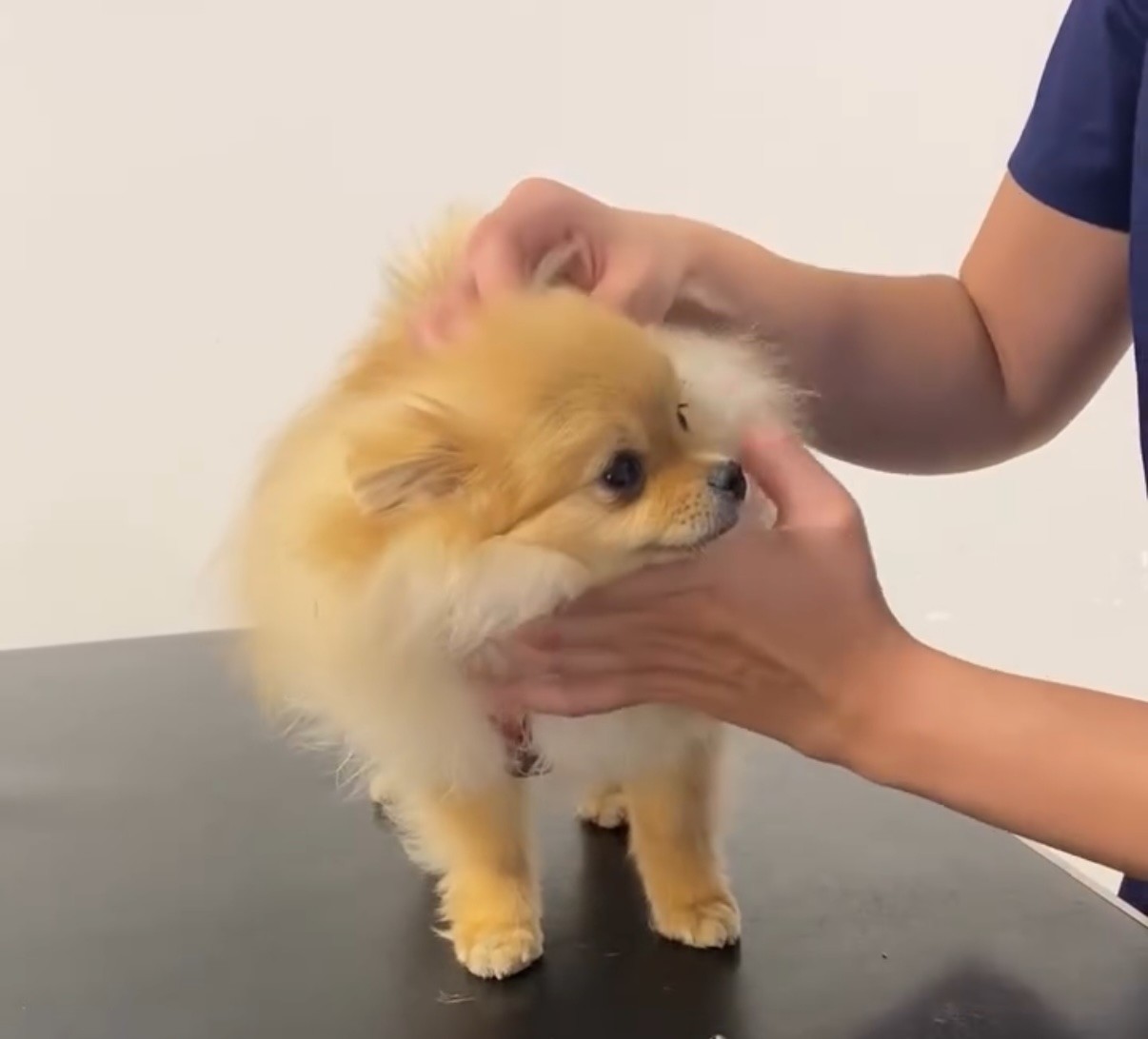 Deux chiots Spitz Allemand nain assis côte à côte, pelage roux et blanc, regardant sur le côté.