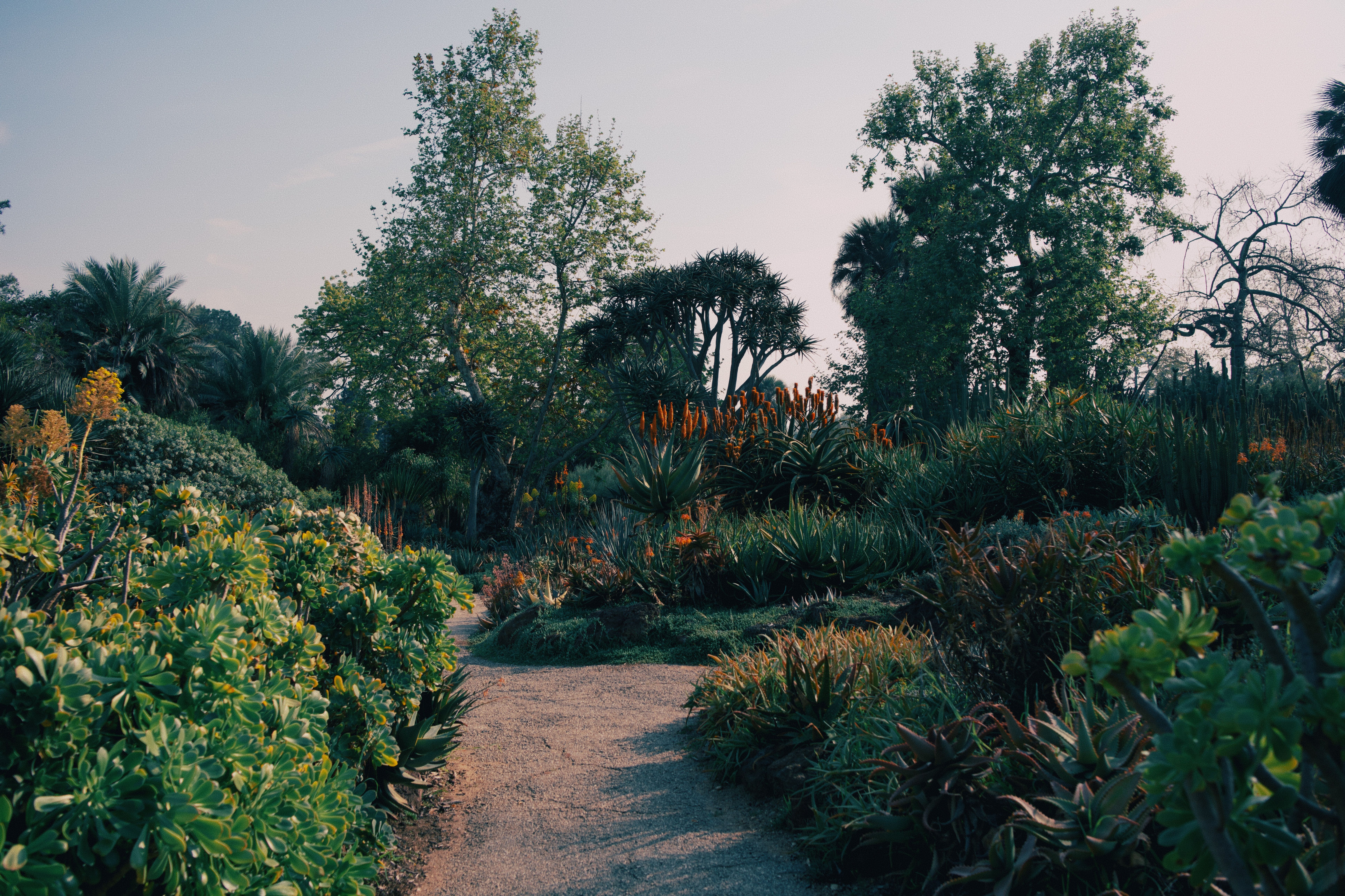 A pond surrounded by lush green plants and trees
