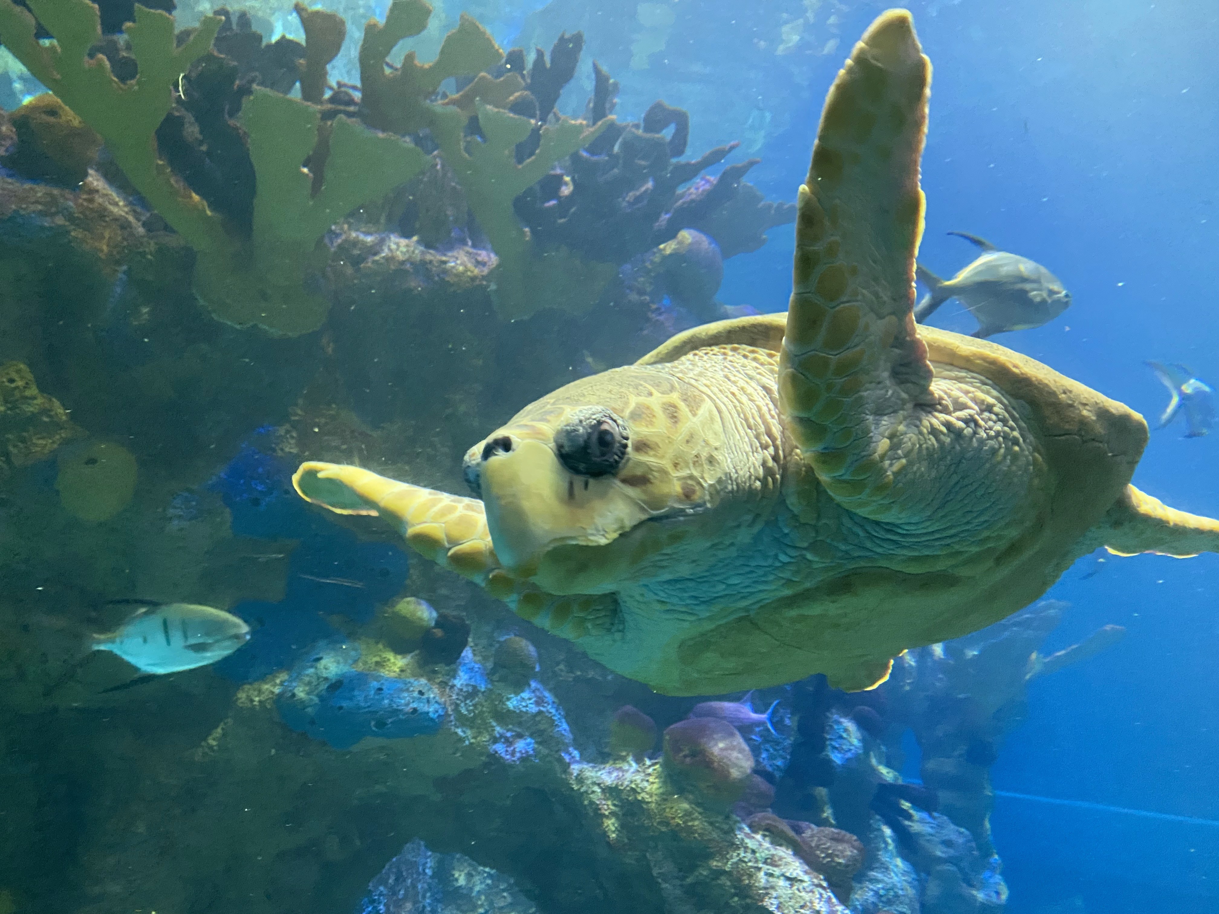 This guy is actually in an aquarium