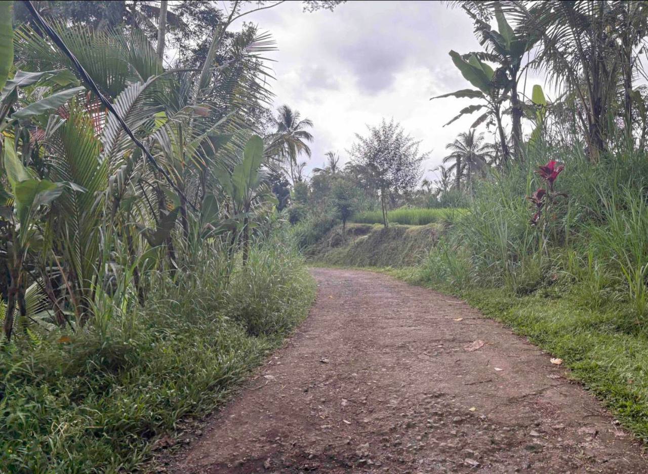 Land plot 4,000 m² in Buahan, Ubud area, Leasehold