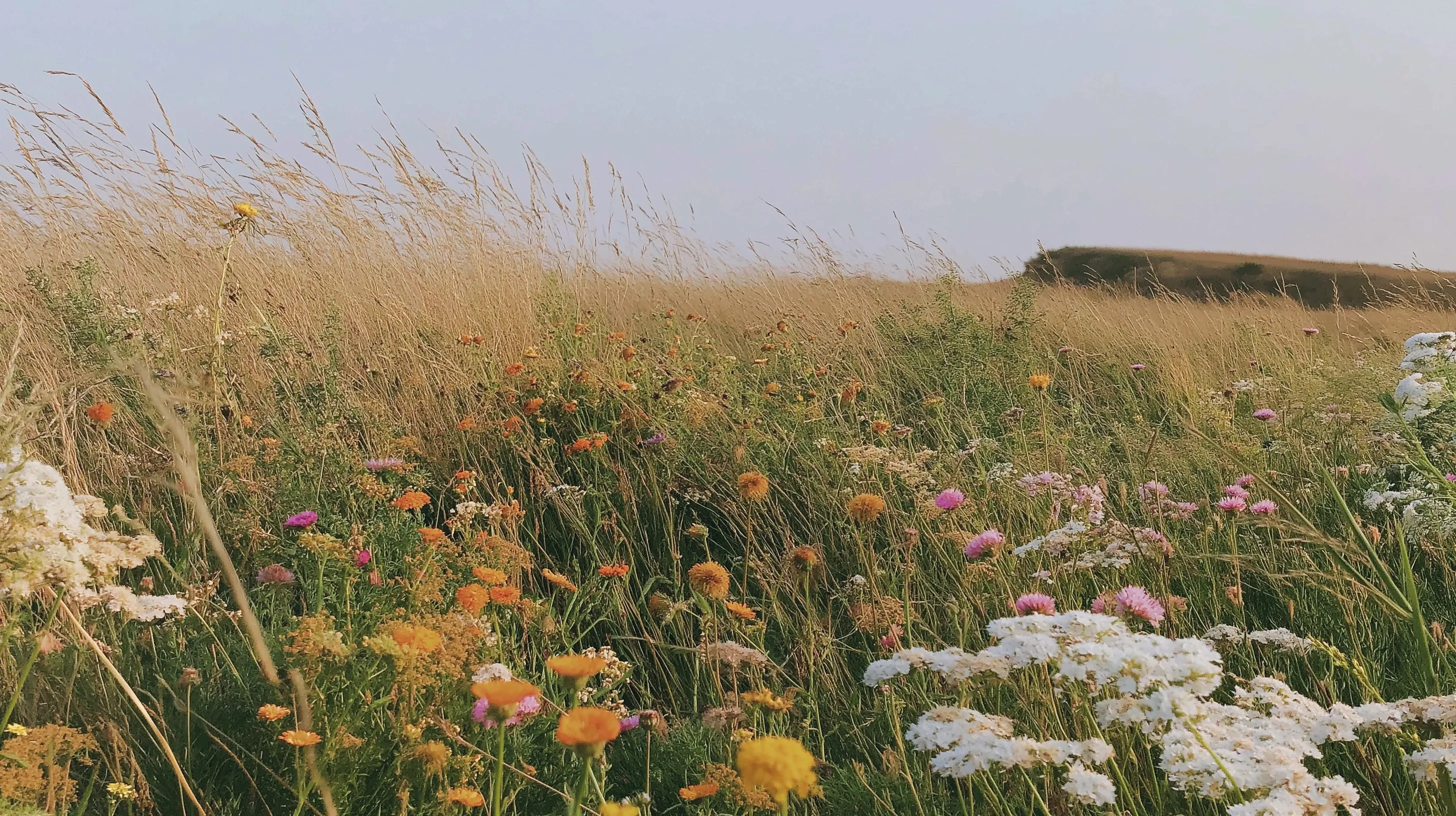 pembuatan bangunan cafe