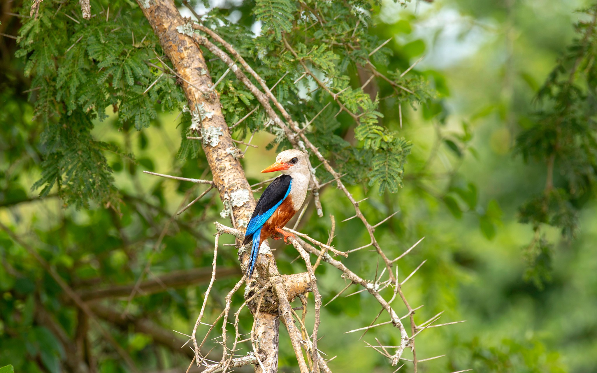 A grey headed kingfisher scanning the Kazinga Channel banks