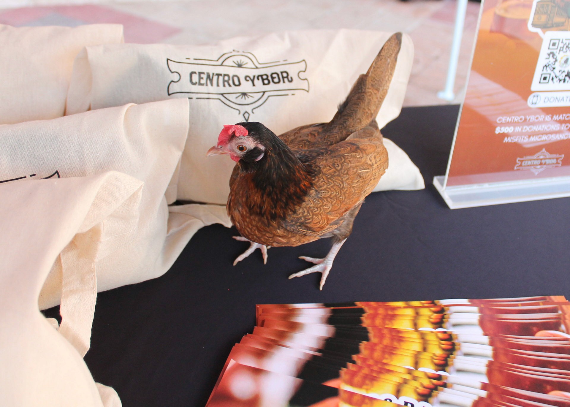 Rooster on table
