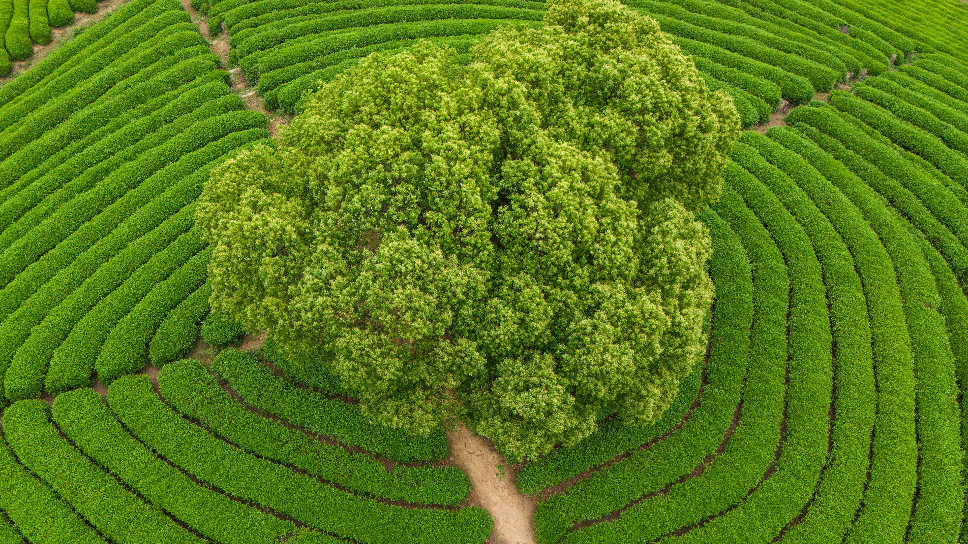 Lush green tea plantation with a large tree.