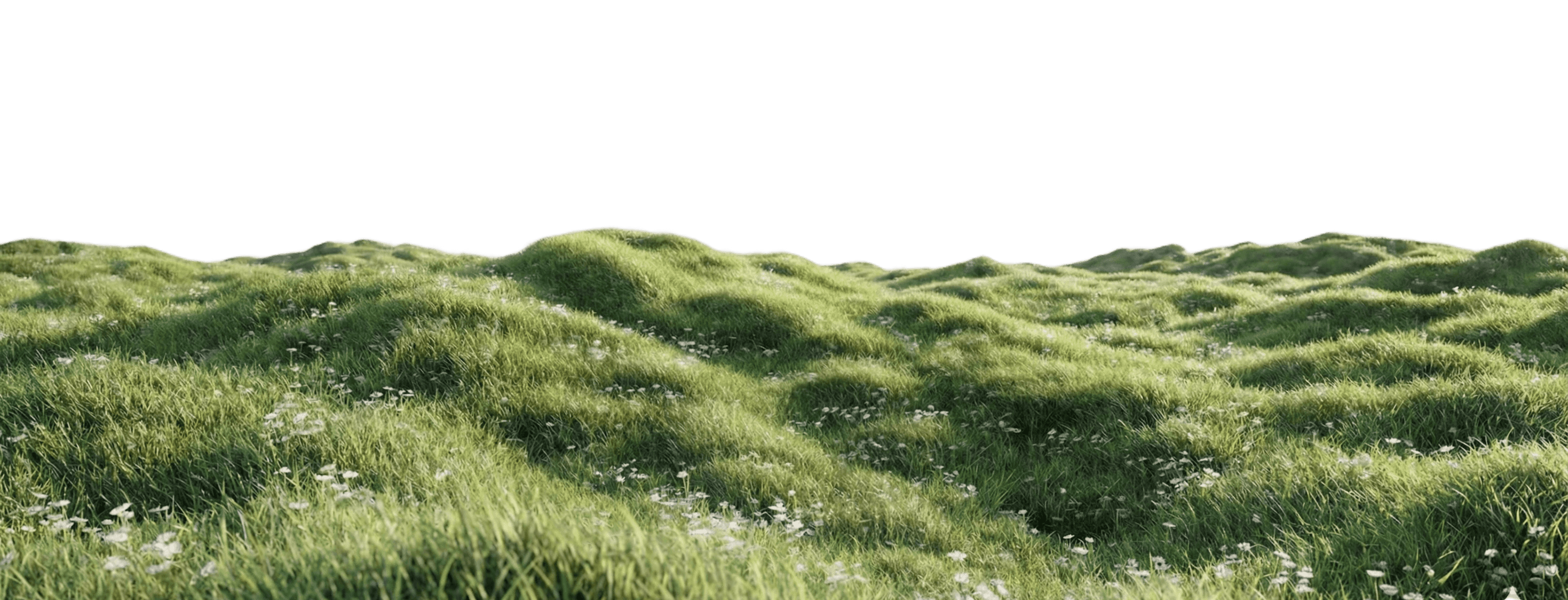 A lush meadow with rolling hills is covered in vibrant green grass and scattered with small white wildflowers, under a clear sky.