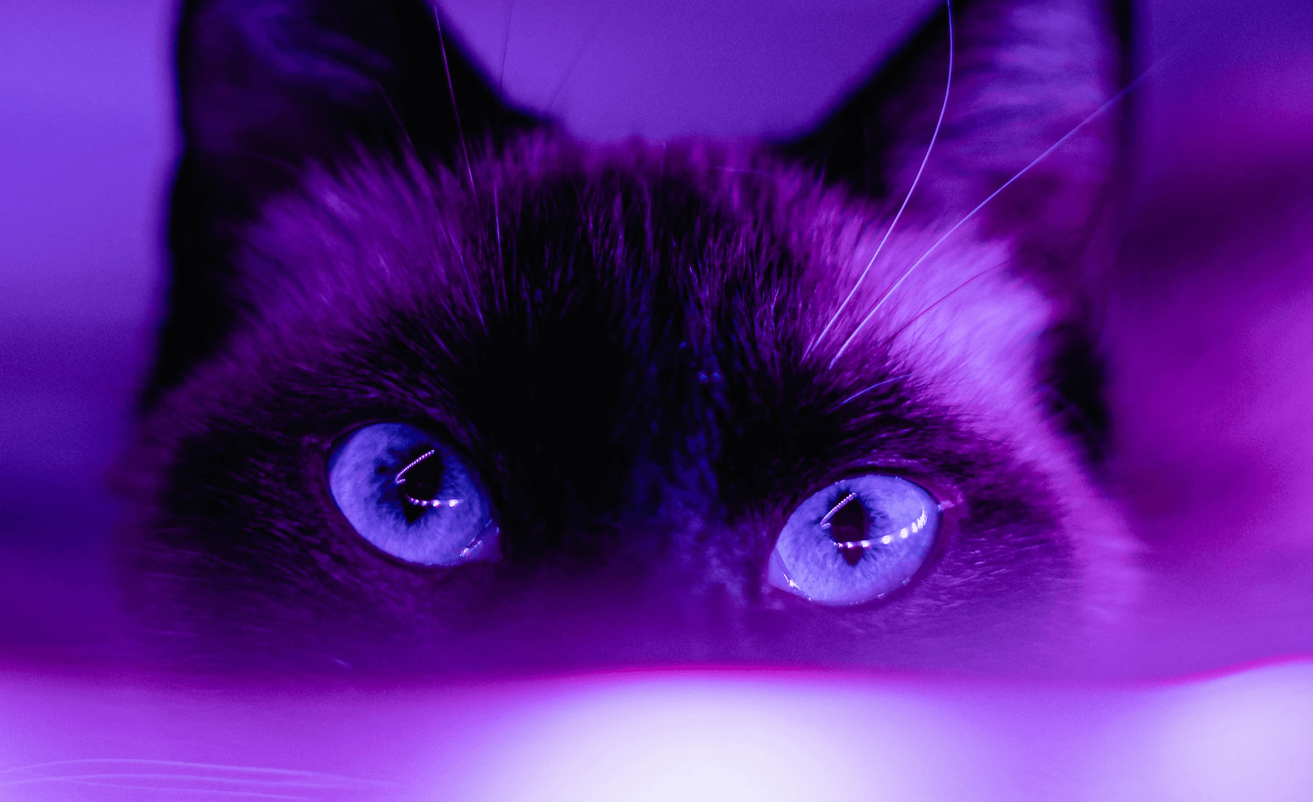 black cat in pink background