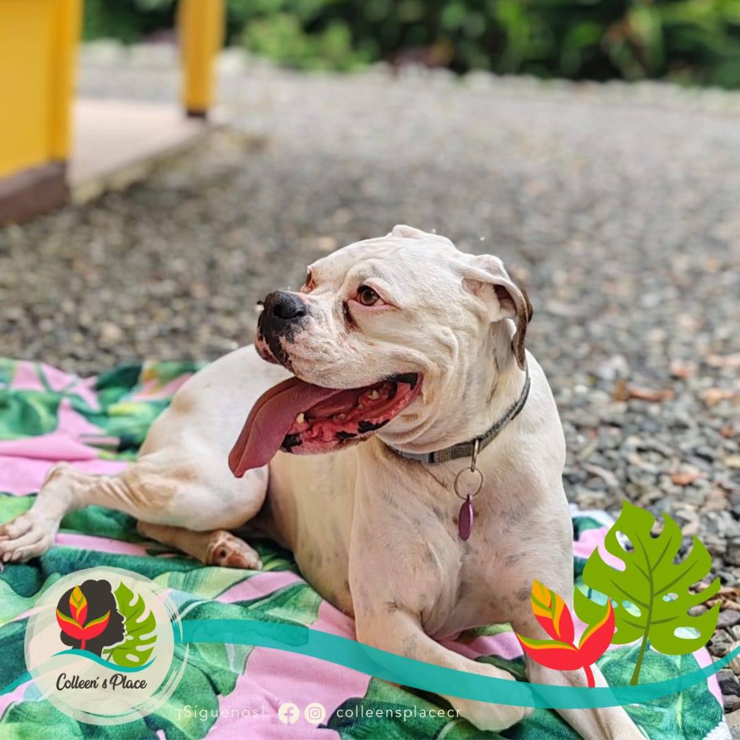 an aerial view of a beach surrounded by trees