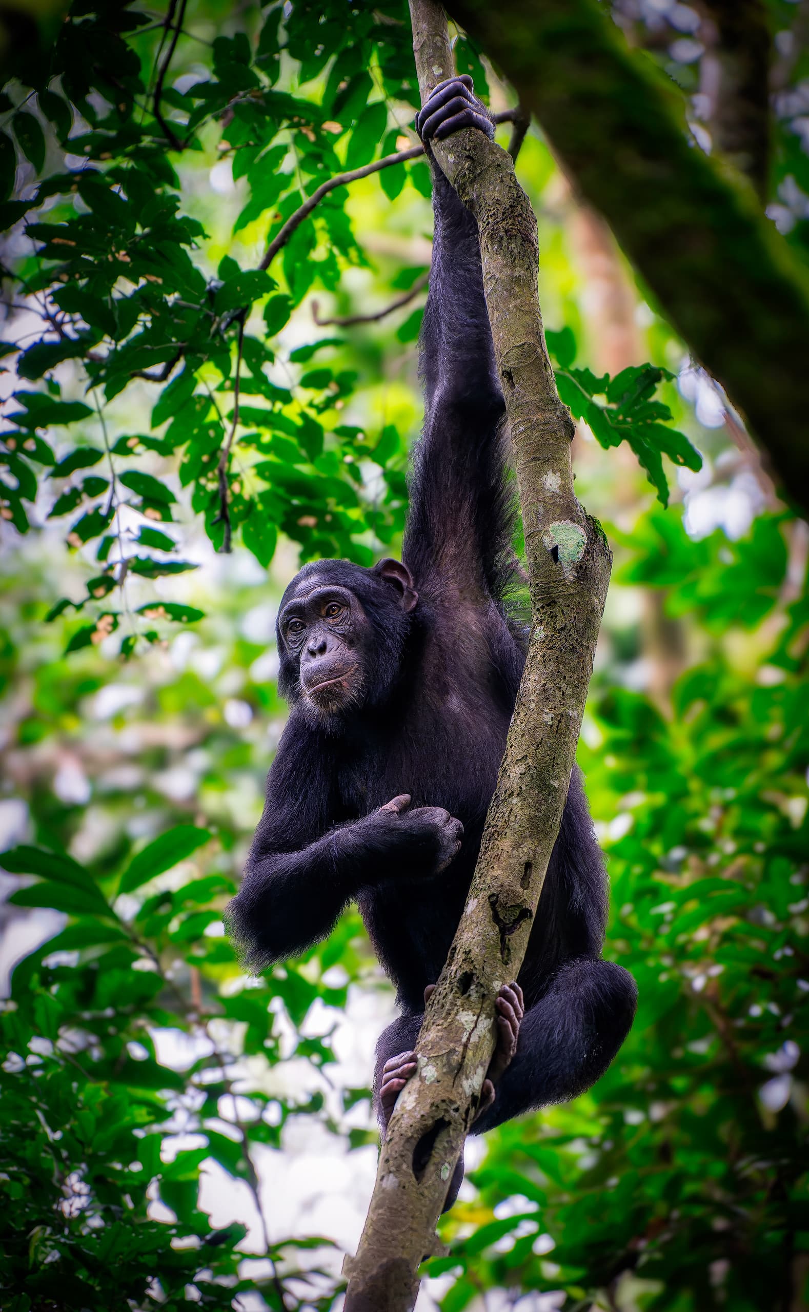 Chimpance en Uganda