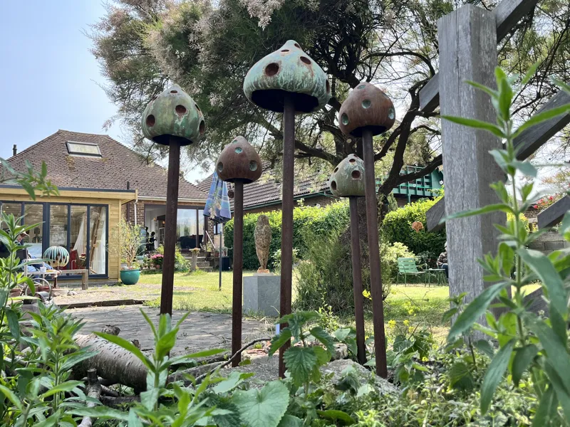Enokie Dot Mushrooms in garden by Abby Martin