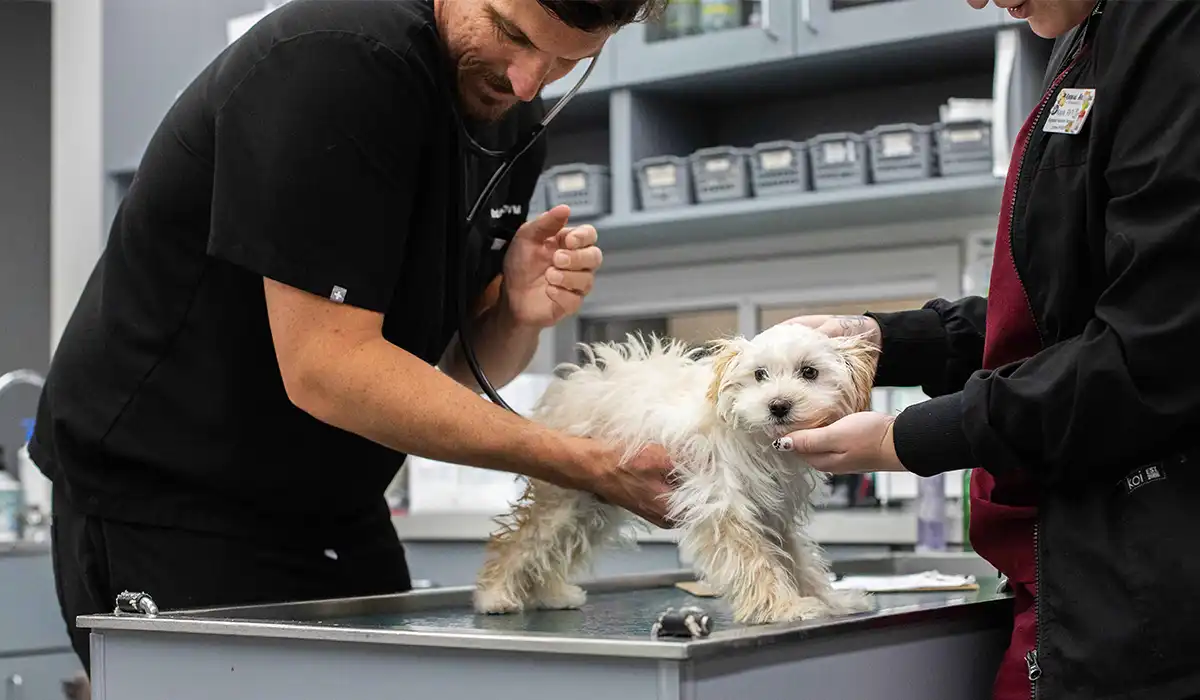 Veterinarian and Vet Tech examining a puppy