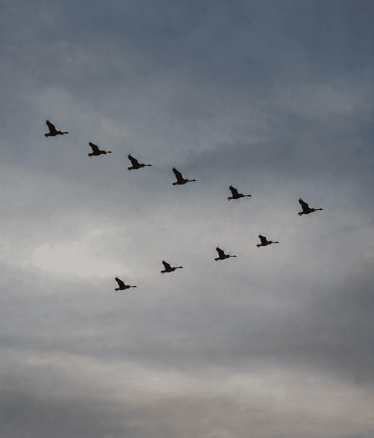 birds flying in a formation