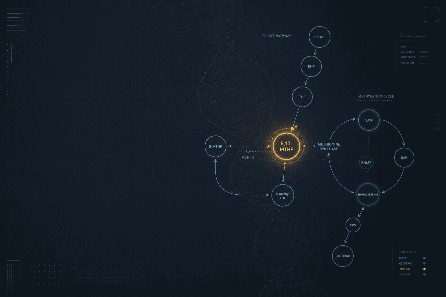 Your MTHFR Result Isn't a Sentence. It's a Throughput Clue.