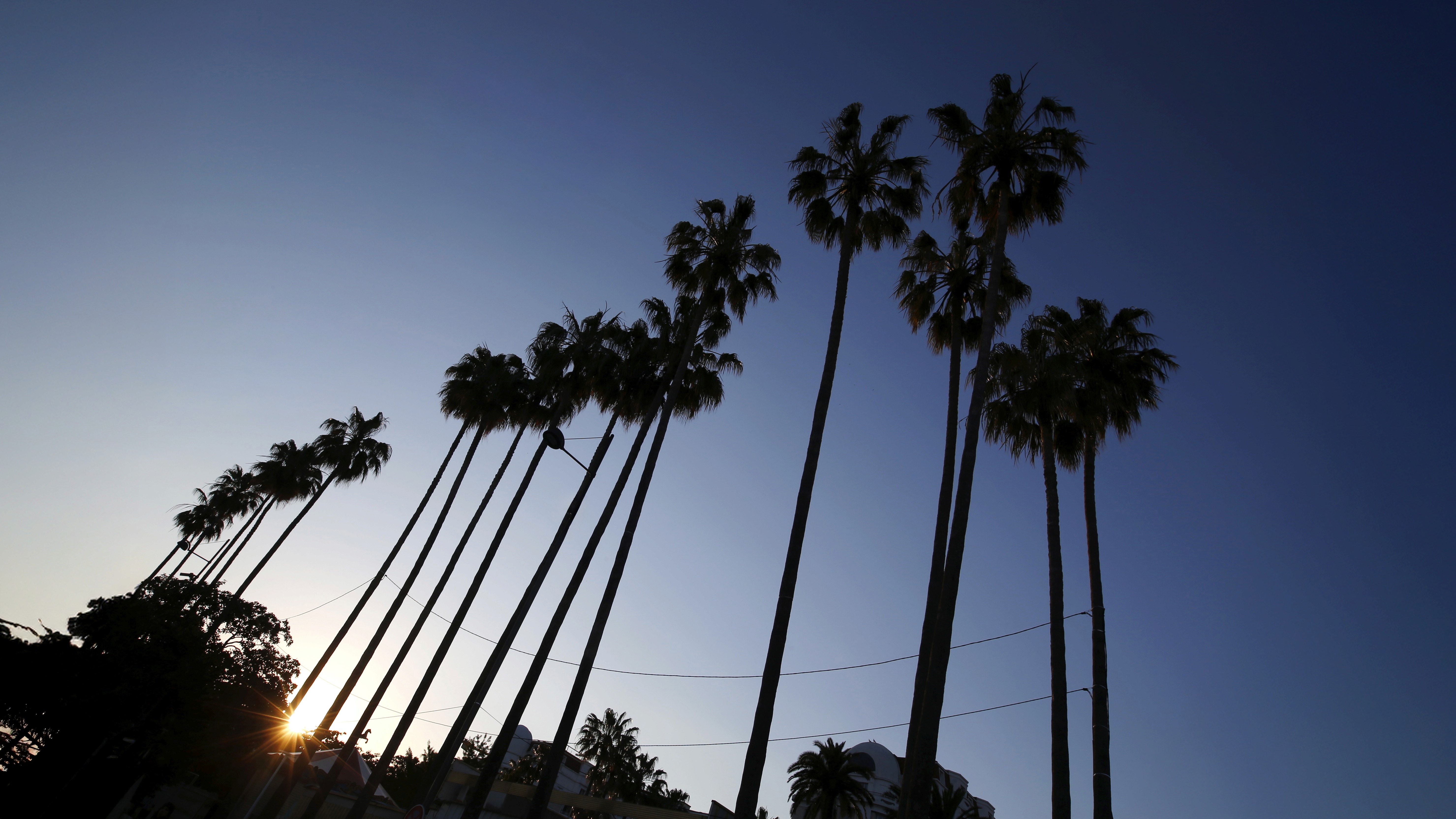 Financing & Distribution