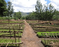 Humbo Assisted Natural Regeneration