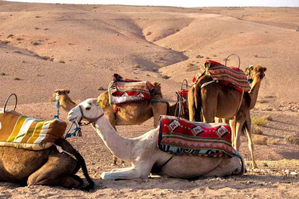 camels in the agafay desert
