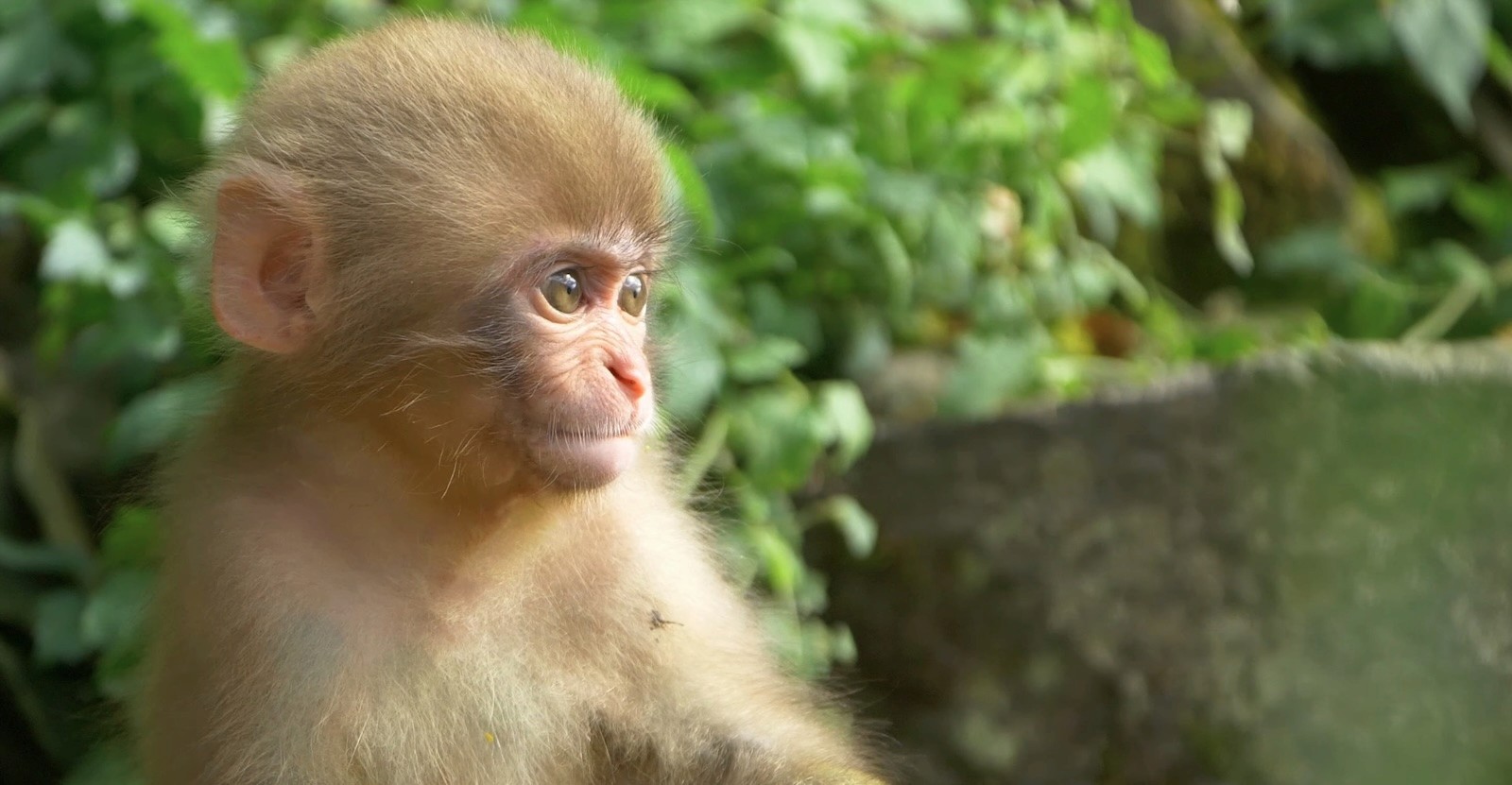 A young Japanese macaque in front of lush green summer forest at Jigokudani Monkey Park.
