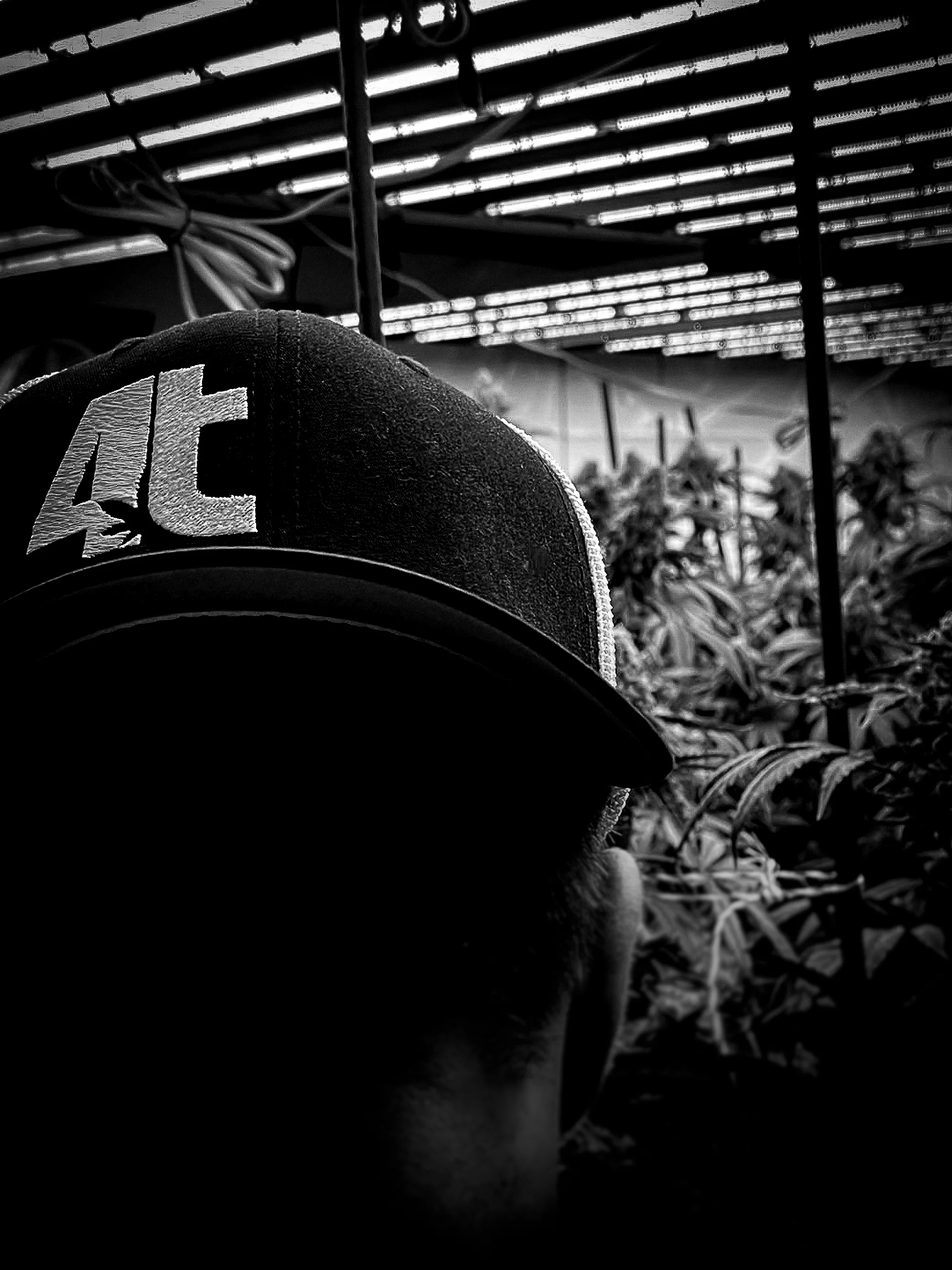 4trees Cannabis Building trainee looking at his crop