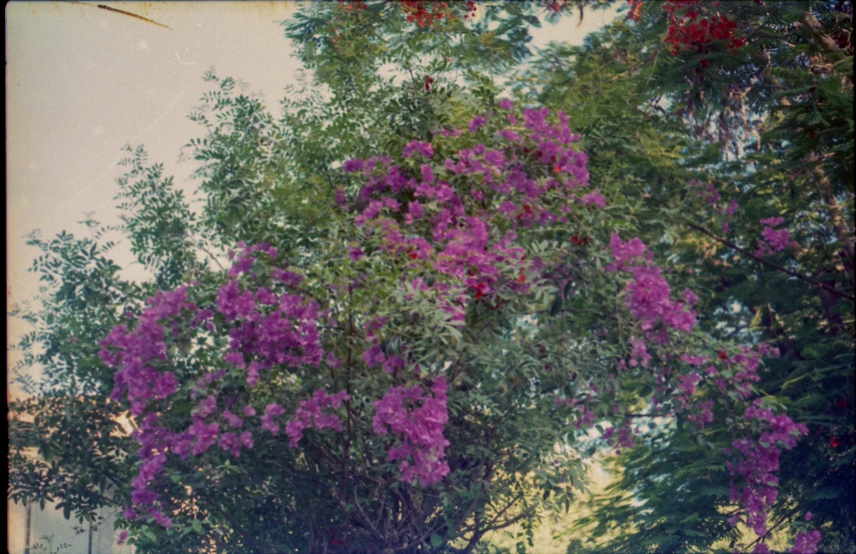 Bougainvillea Over the Wall