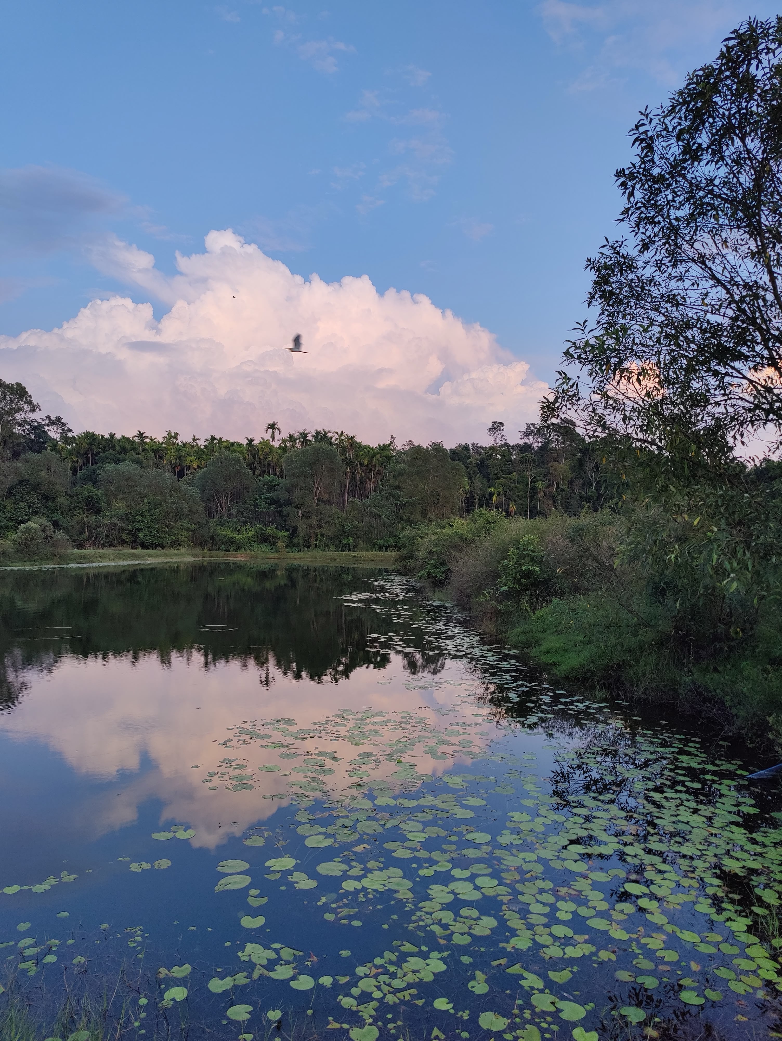 Sannidhi Eco farms Lake