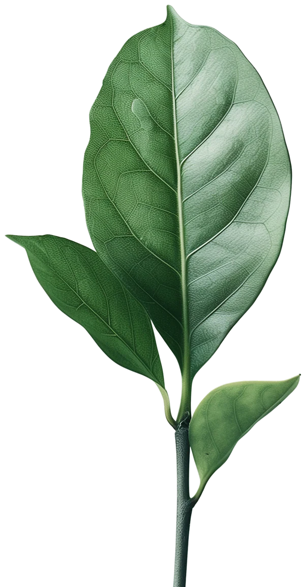Decorative leaf