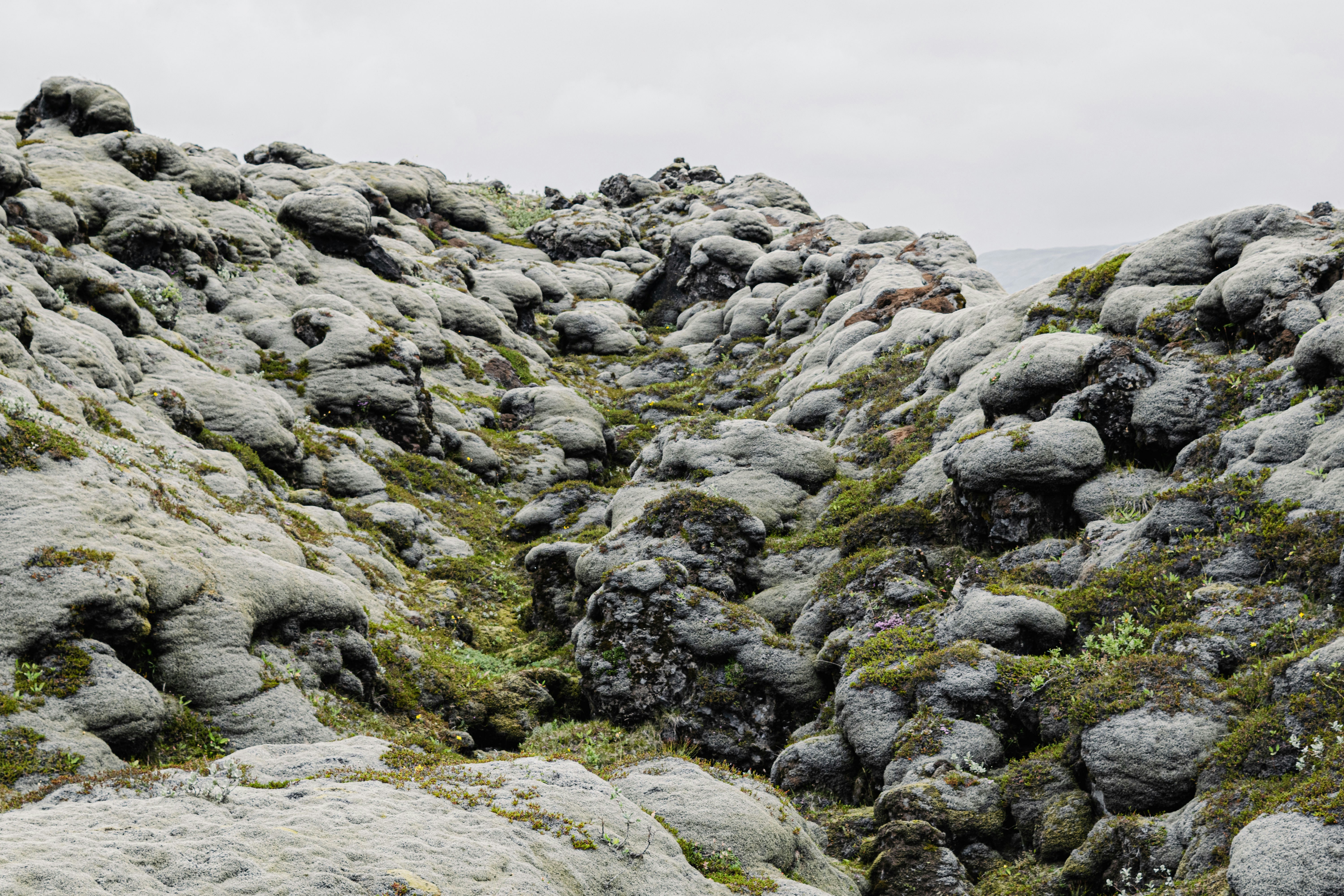 Icelandic lava field covered in green moss.