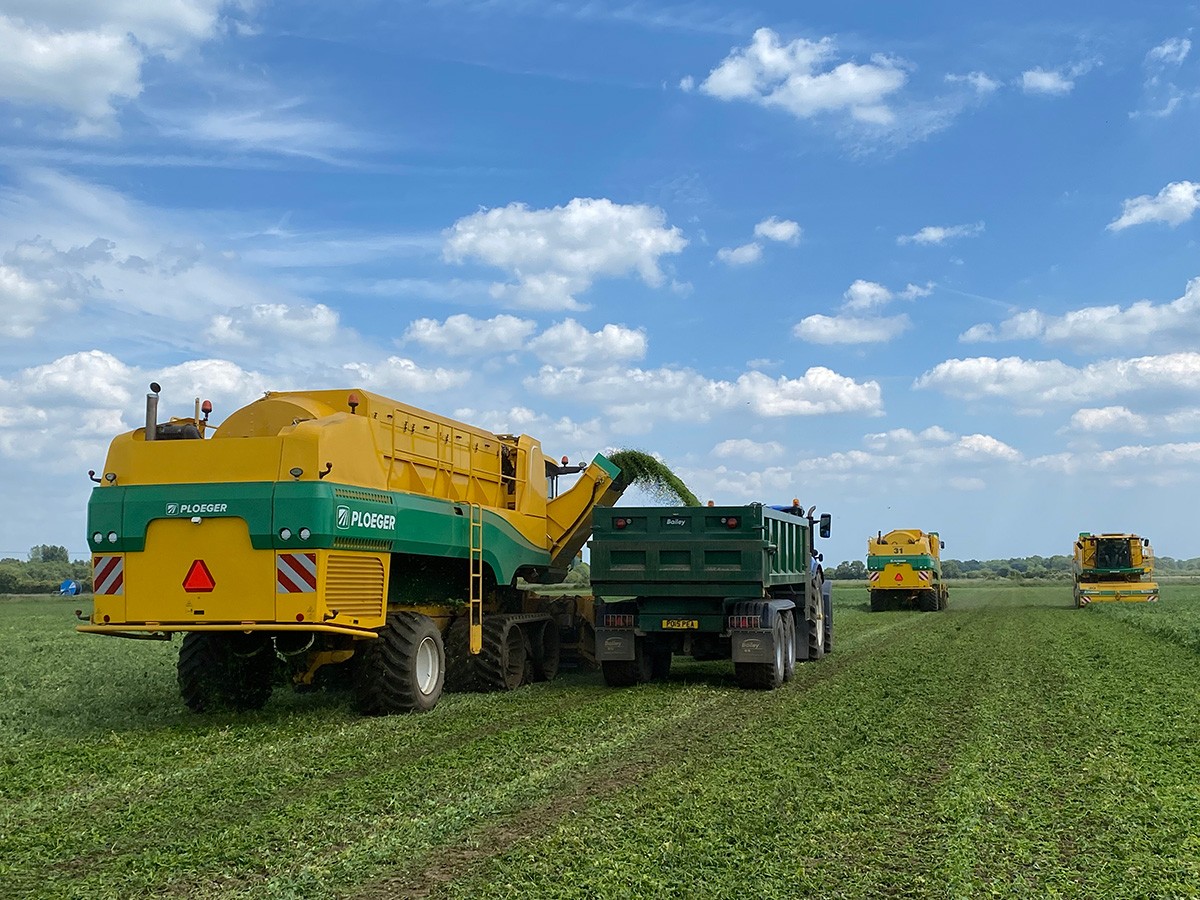A Ploeger pea harvester offloading freshly harvested peas into a Bailey trailer in a green field under a bright blue sky with white clouds, with a second harvester visible in the distance.