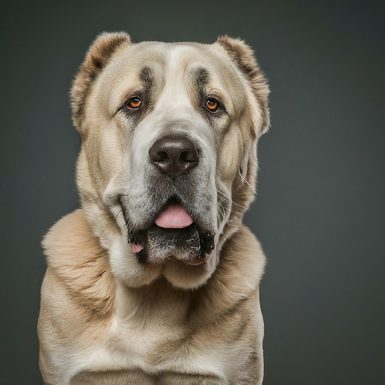 BUDDYUNO, Central Asian Shepherd Dog