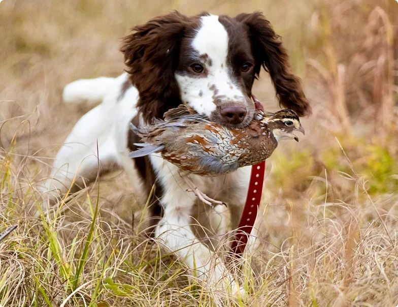 Bellevoire Montmartre