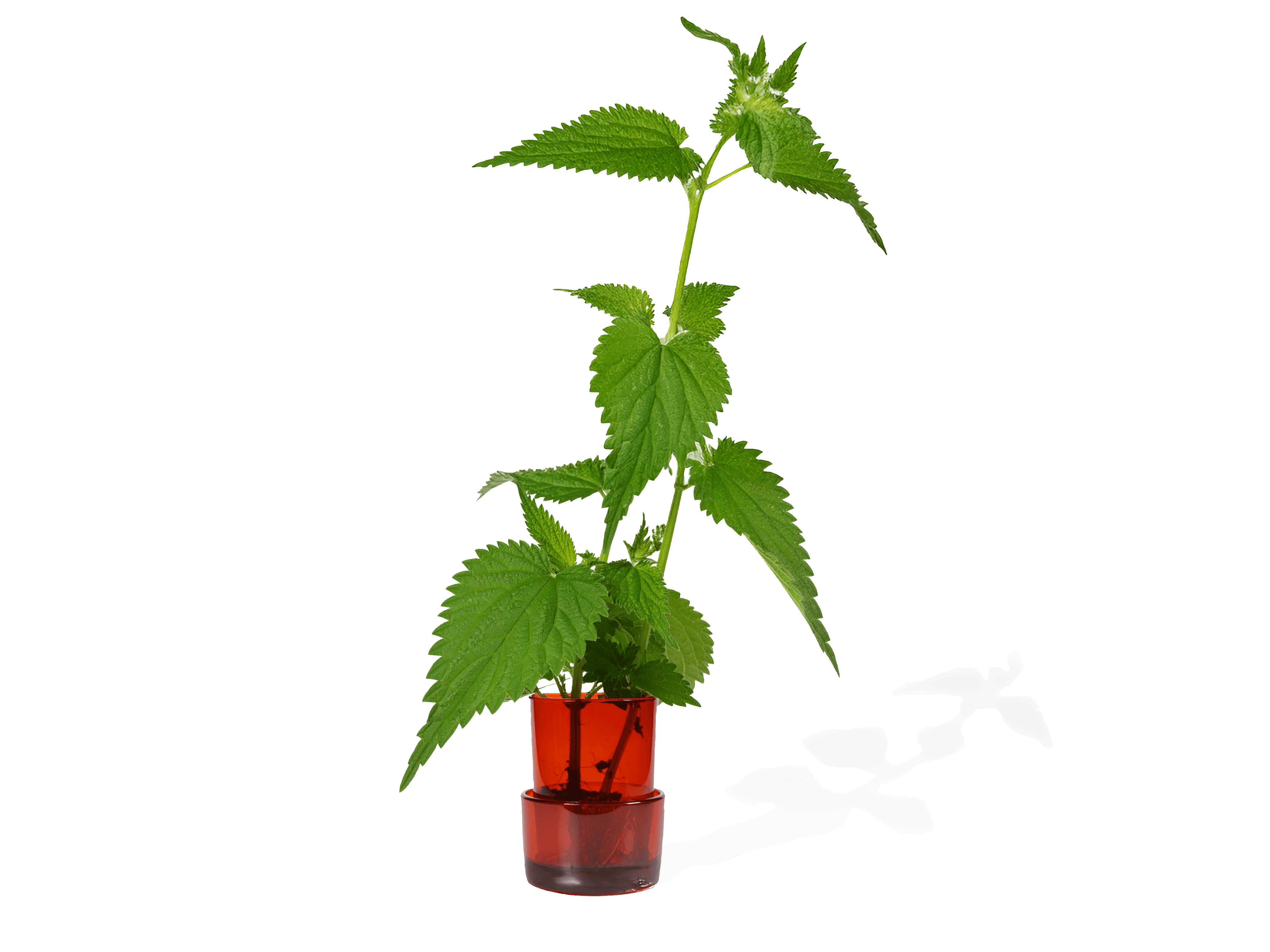 Stinging Nettle (Urtica dioica) plant in a red plant pot
