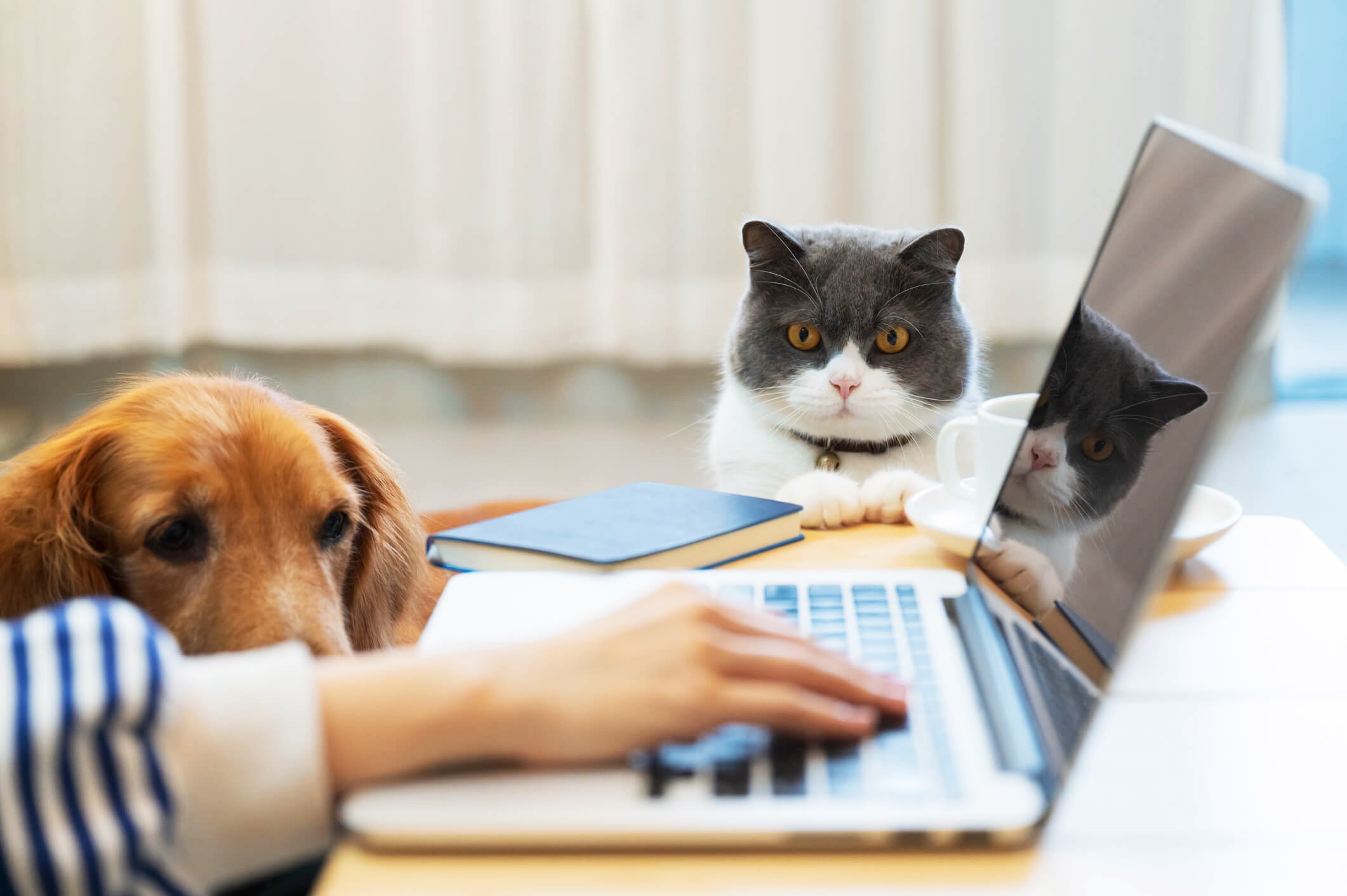 cat and dog watching owner type on laptop