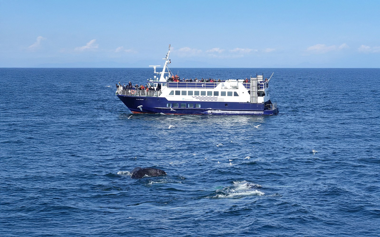 Guests on a cruise watching a whale swim by during a whale watching tour in Reykjavik.