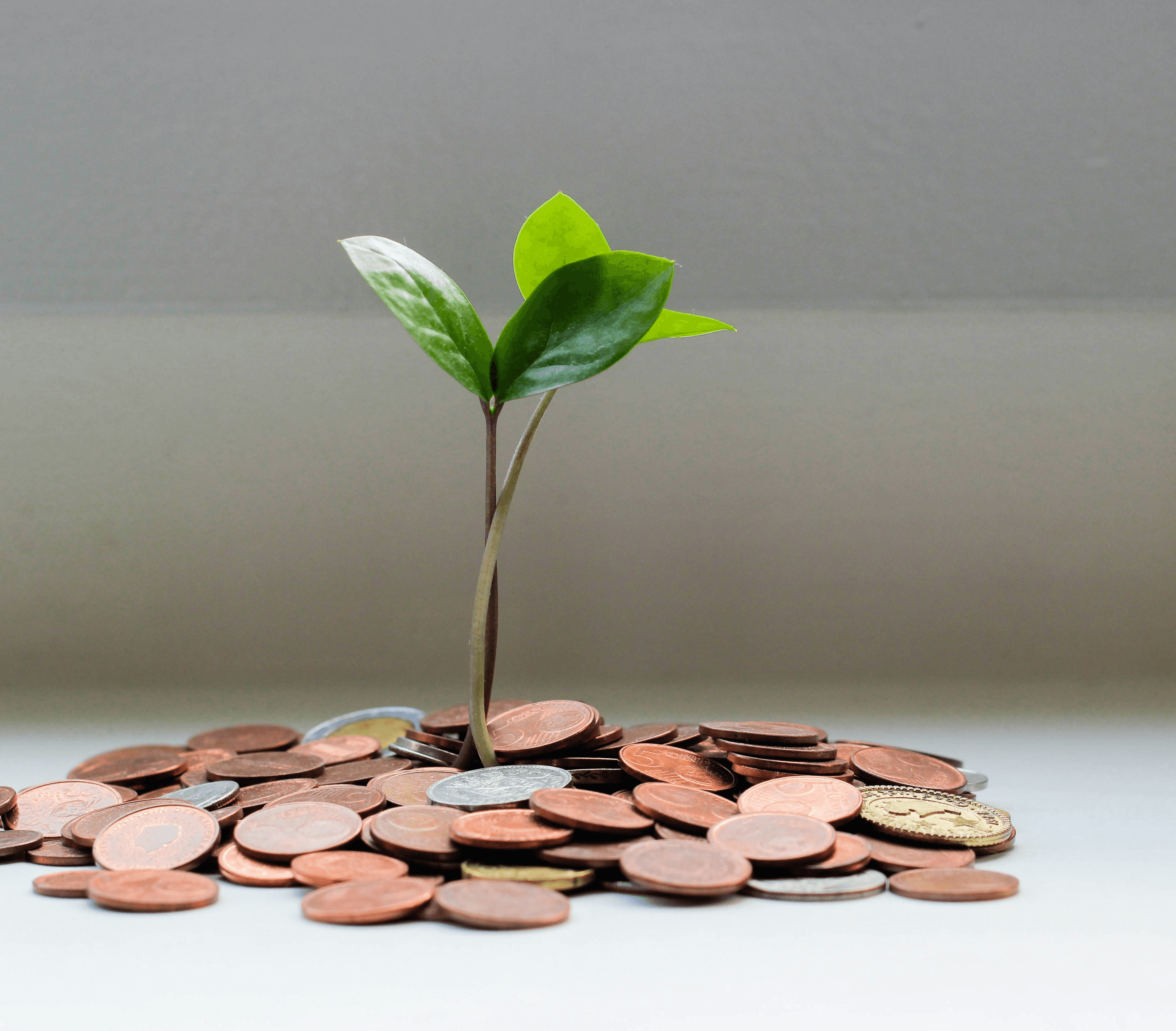 green plant on brown round coins