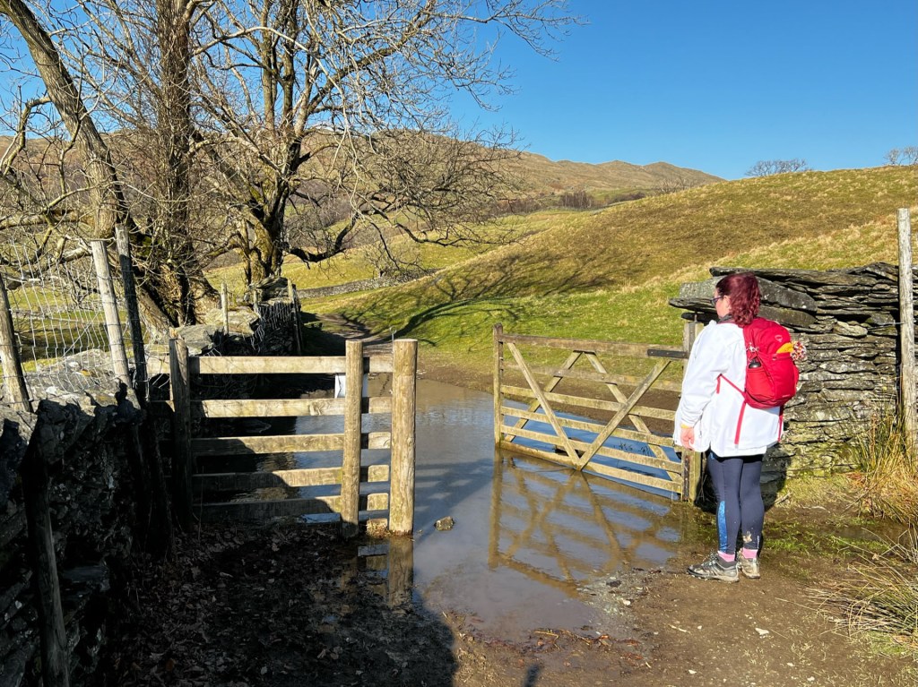 April is standing at the edge of a large puddle at the gate we needed to go through. She's staring at the puddle trying to work out how to cross it.