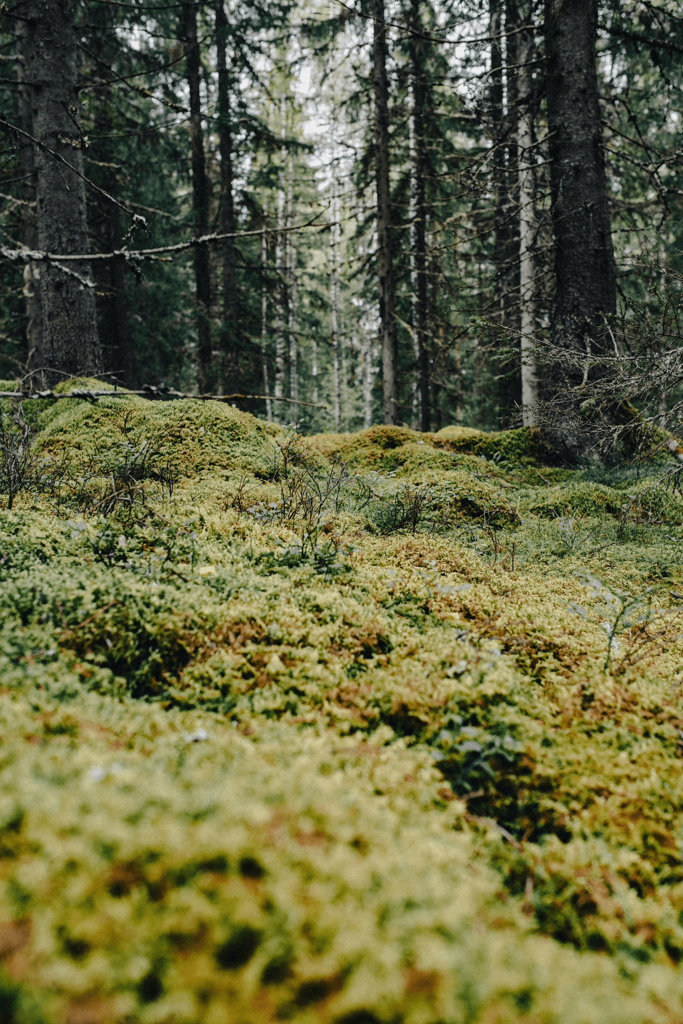 a lush green hillside covered in lots of trees