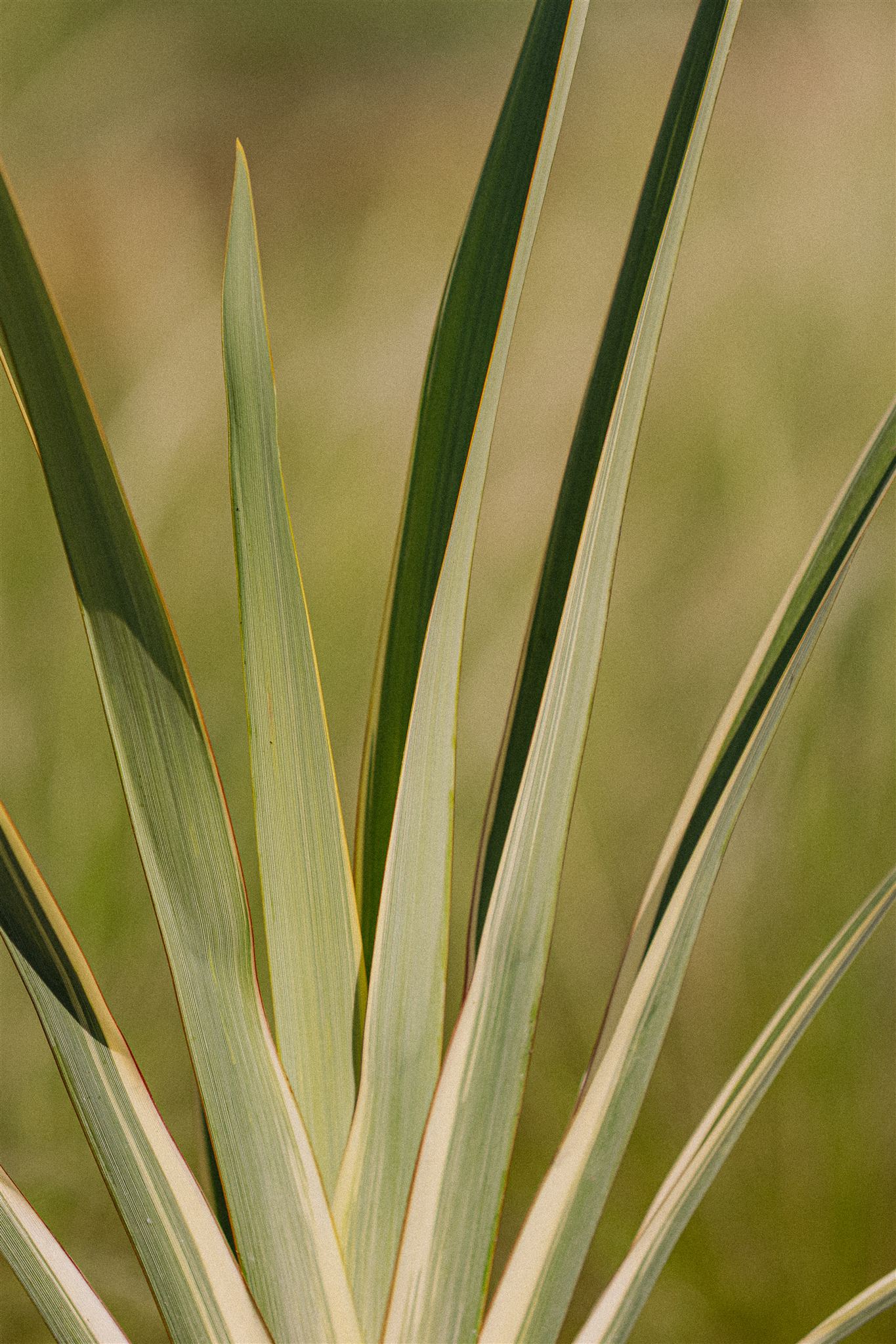 Phormium tenax Eiviss Garden