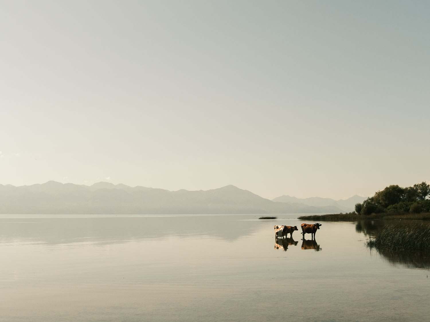 Two cows are standing in a lake with mountains in the background