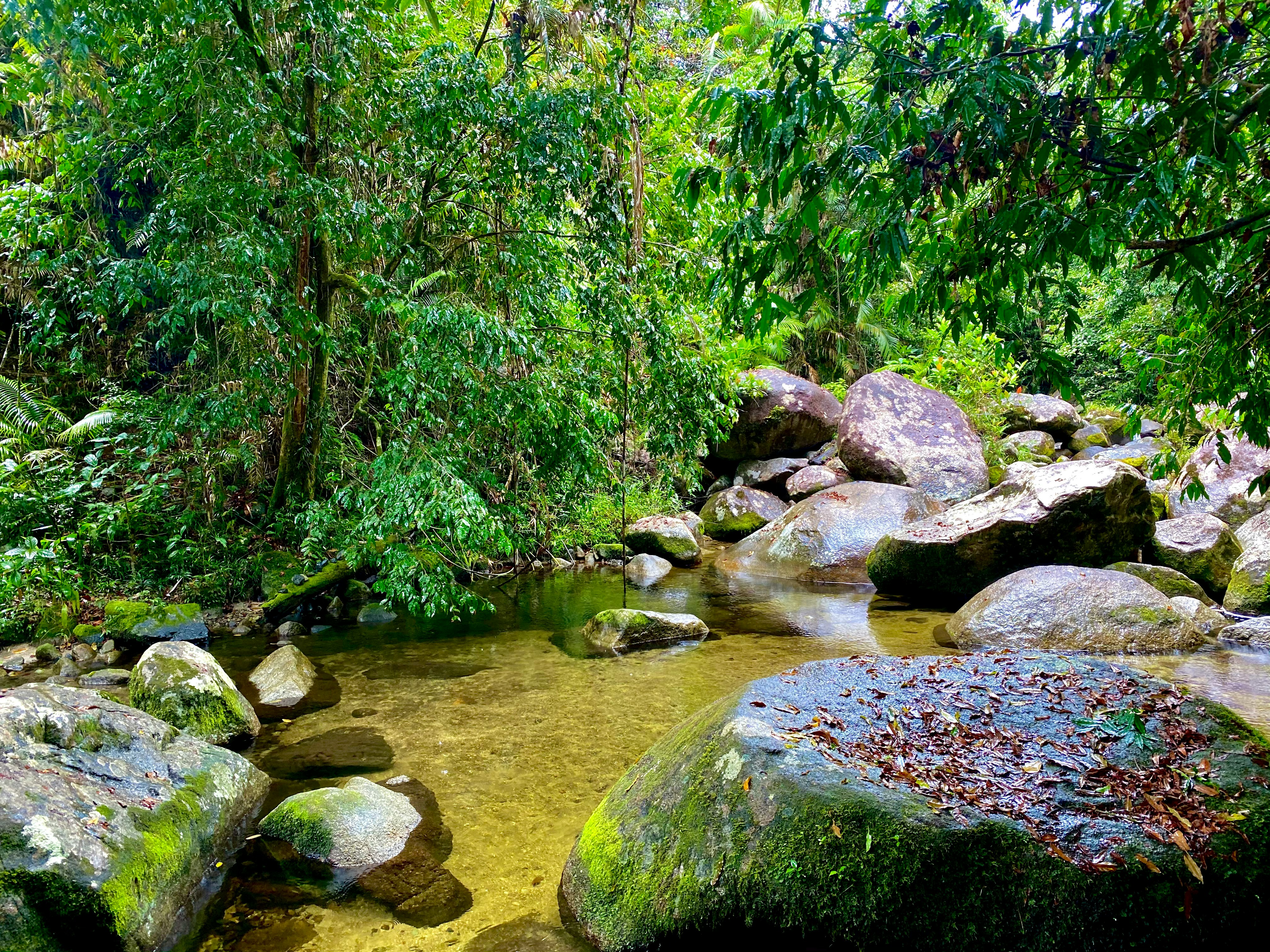 green moss on rocks near river