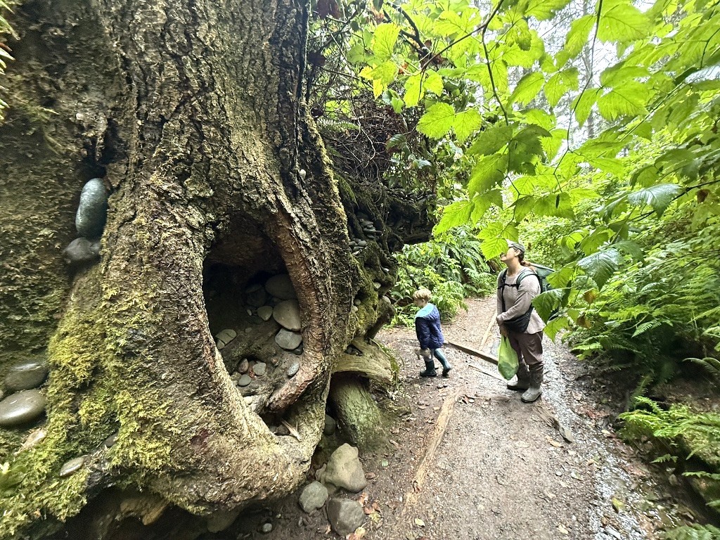 Towering moss-draped trees in the Hoh Rainforest