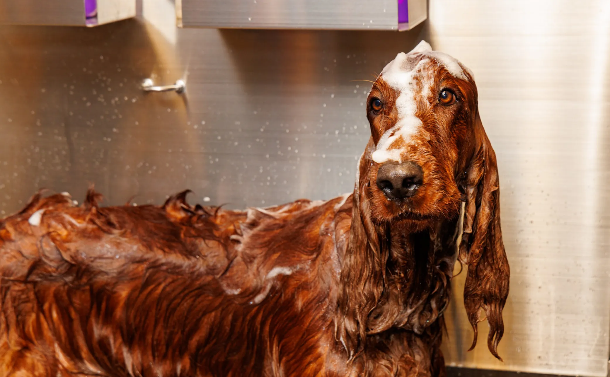 Irish Setter covered in shampoo during a bath at MIMO San Diego.
