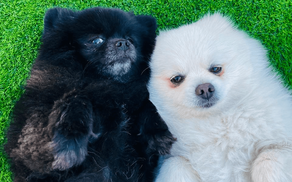 Two black and white Pomeranian puppies lying on grass, peacefully recovering after their neutering procedure.