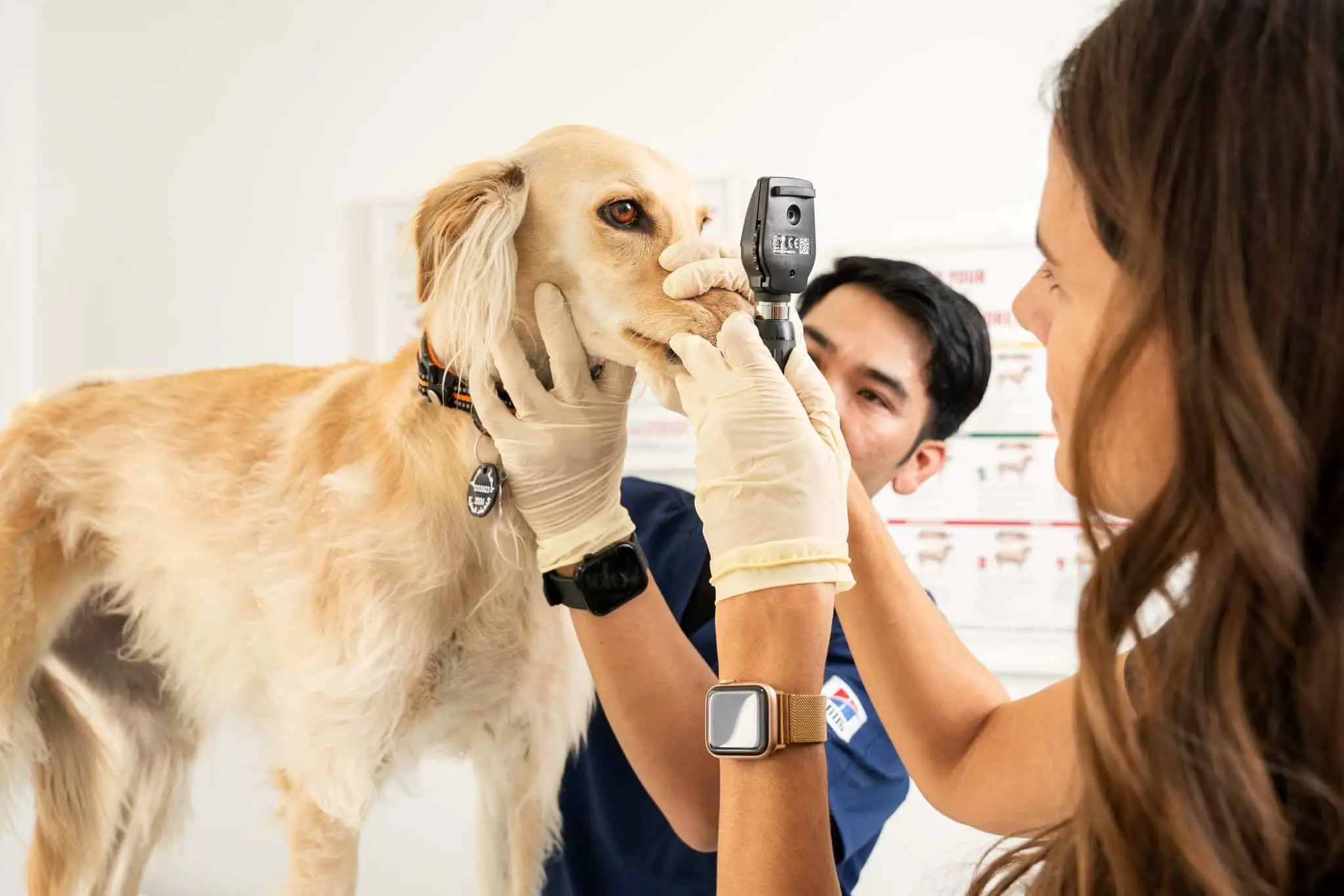 An eye exam is being performed by two veterinarians on a dog.
