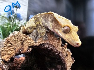 Gecko 9