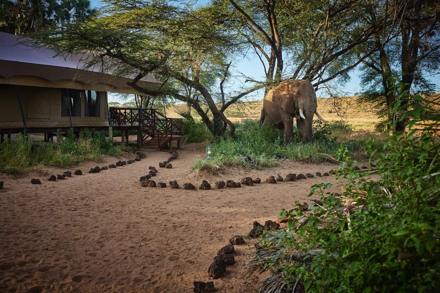 Elephants beside Elephant Bedroom Camp