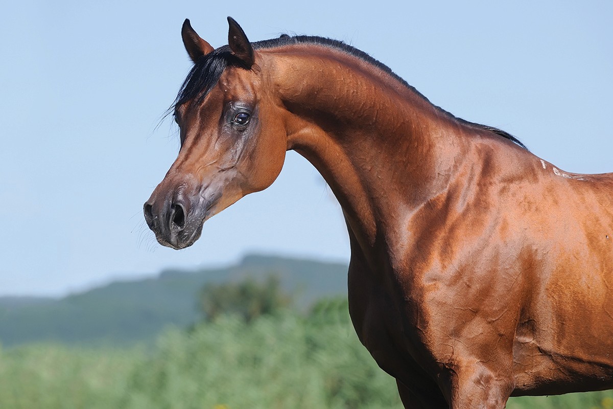 Maroon Fire Arabians