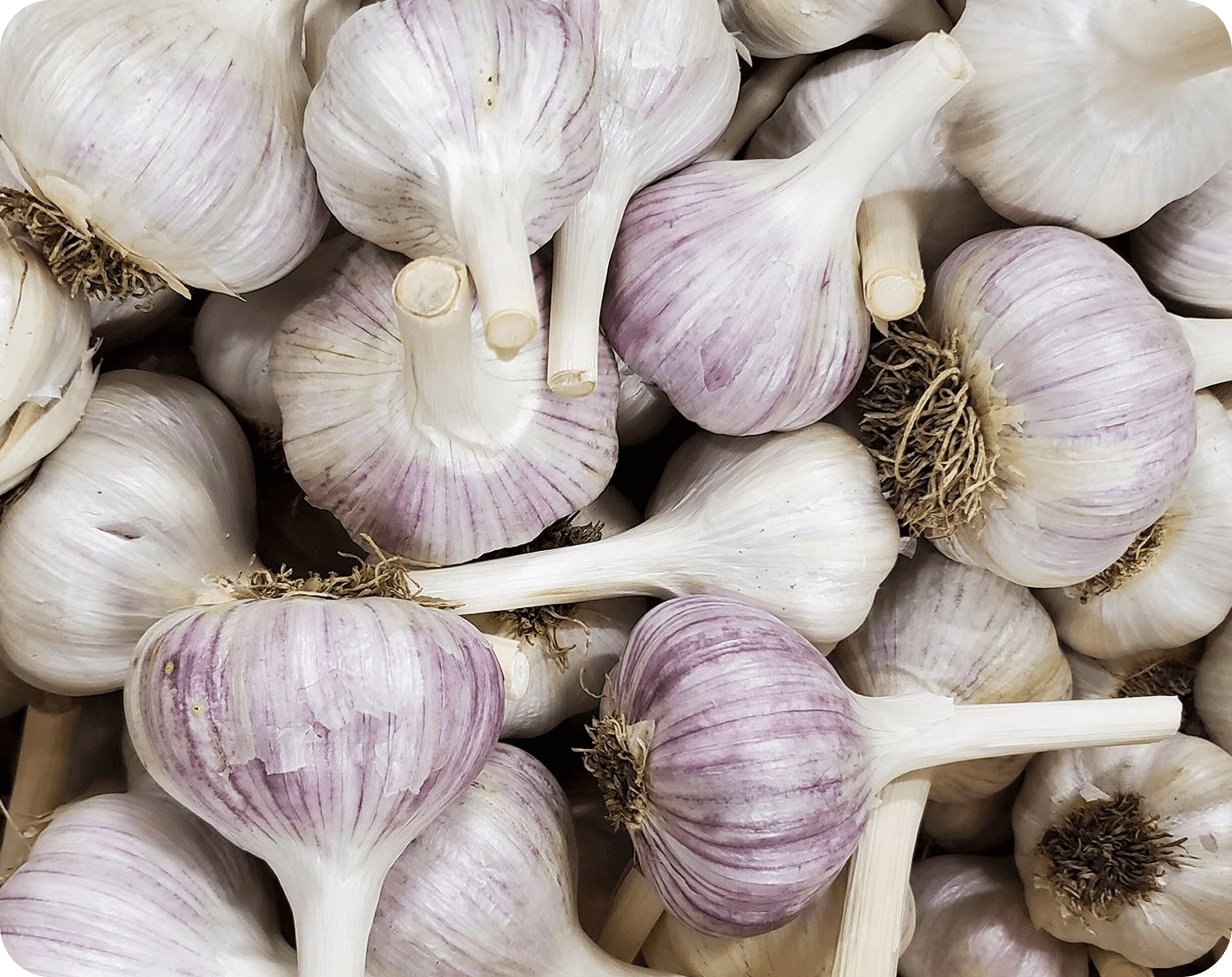 Freshly harvested garlic bulbs displayed together.